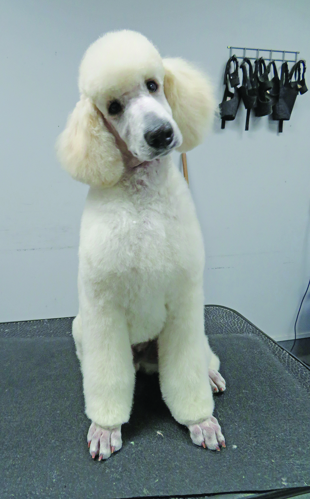 Whangarei Dog Grooming