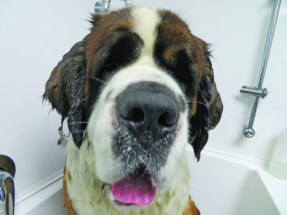 Whangarei Dog Grooming